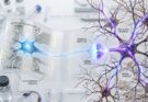Artificial Neurons Now Talk to Real Brain Cells  Here’s What That Means.
